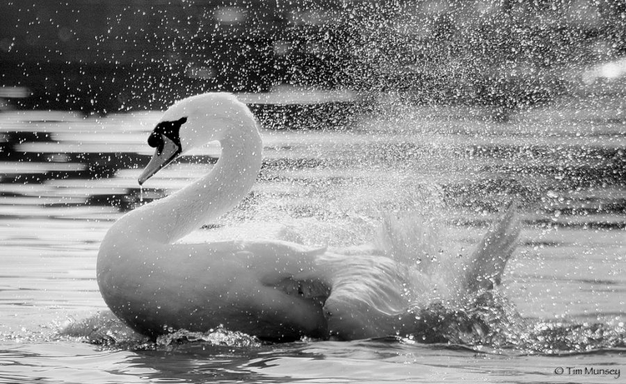 Swan Splash.jpg